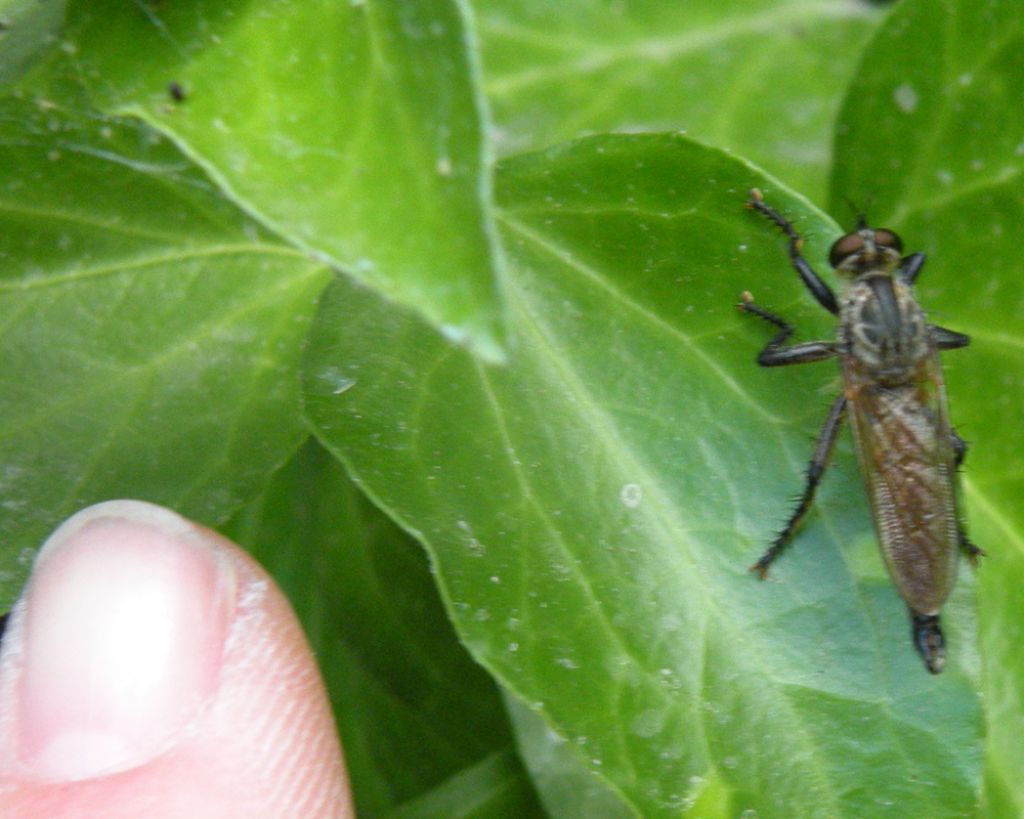 Asilidae greci